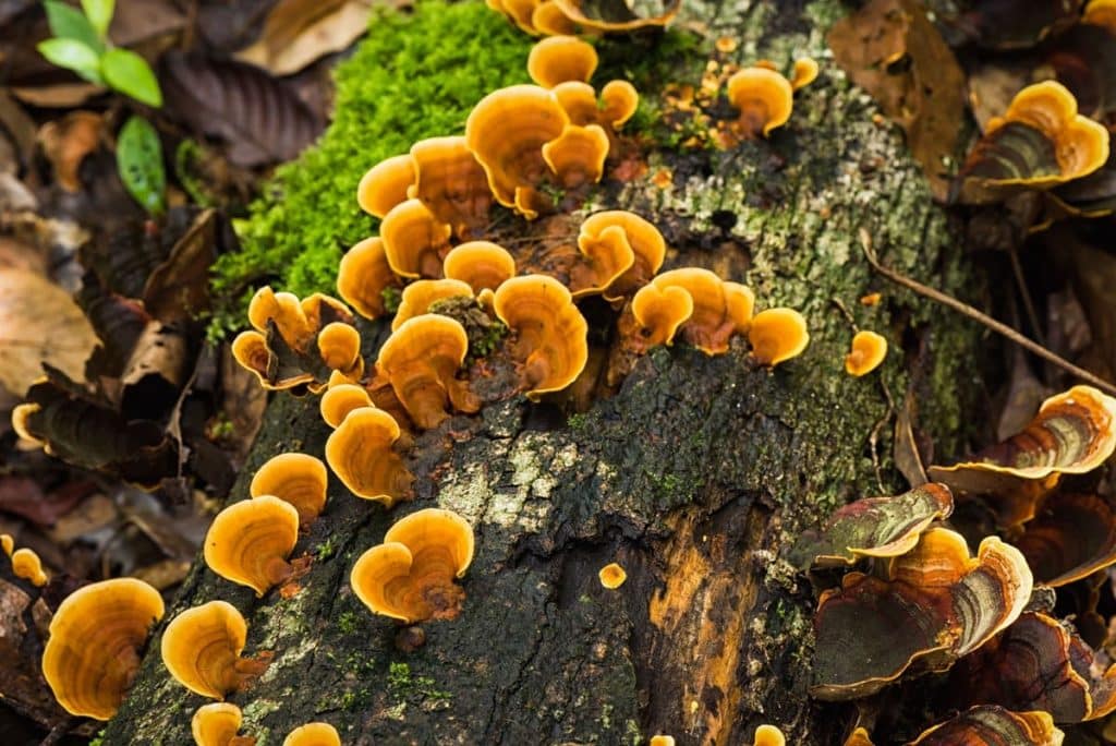 Ganoderma lucidum - reishi mushroom